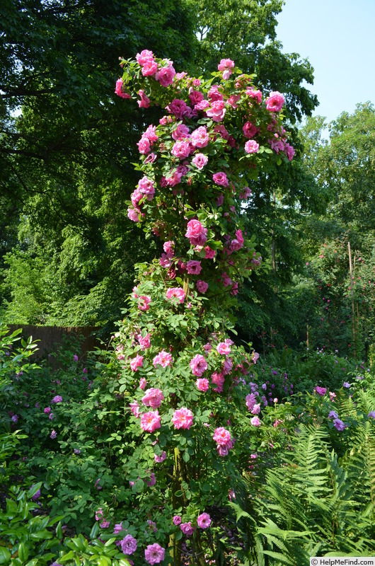 'Milevsko' rose, click to enlarge 'Milevsko' rose photo