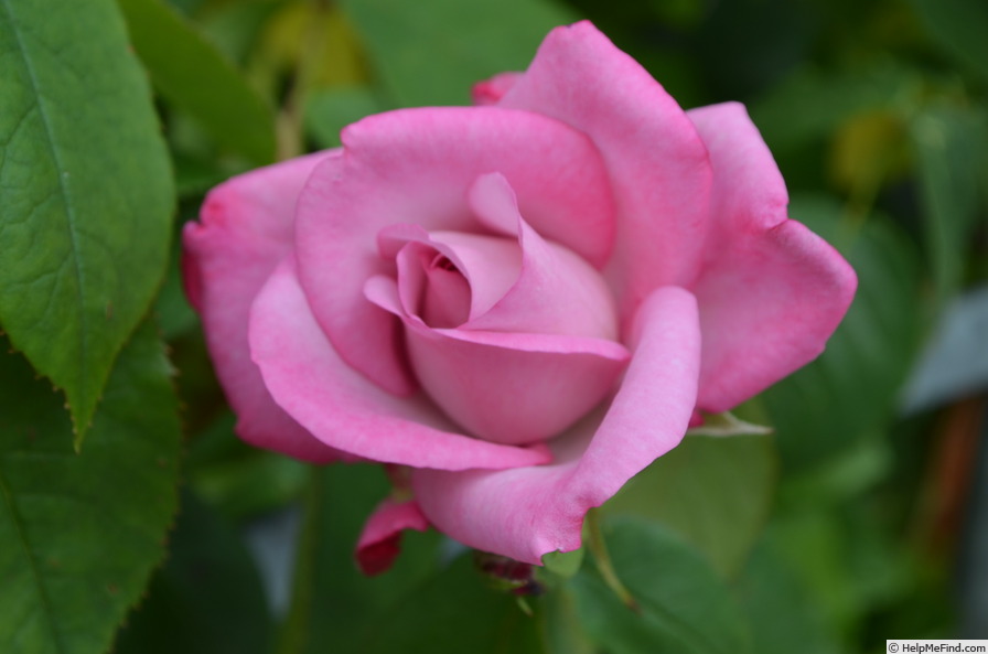 'Albert Poyet' rose photo