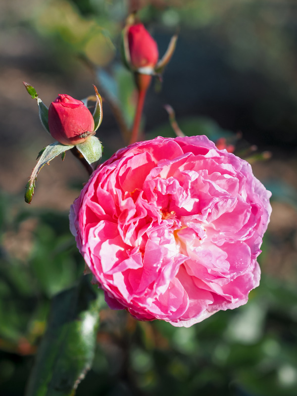 'RADprov' rose photo
