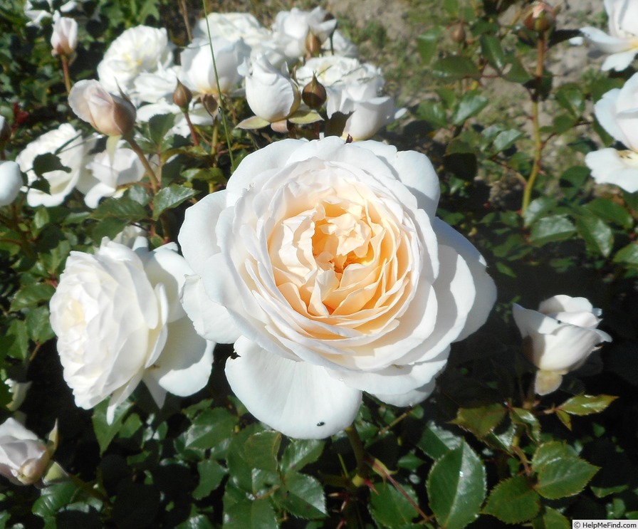 'Madame ®' rose photo