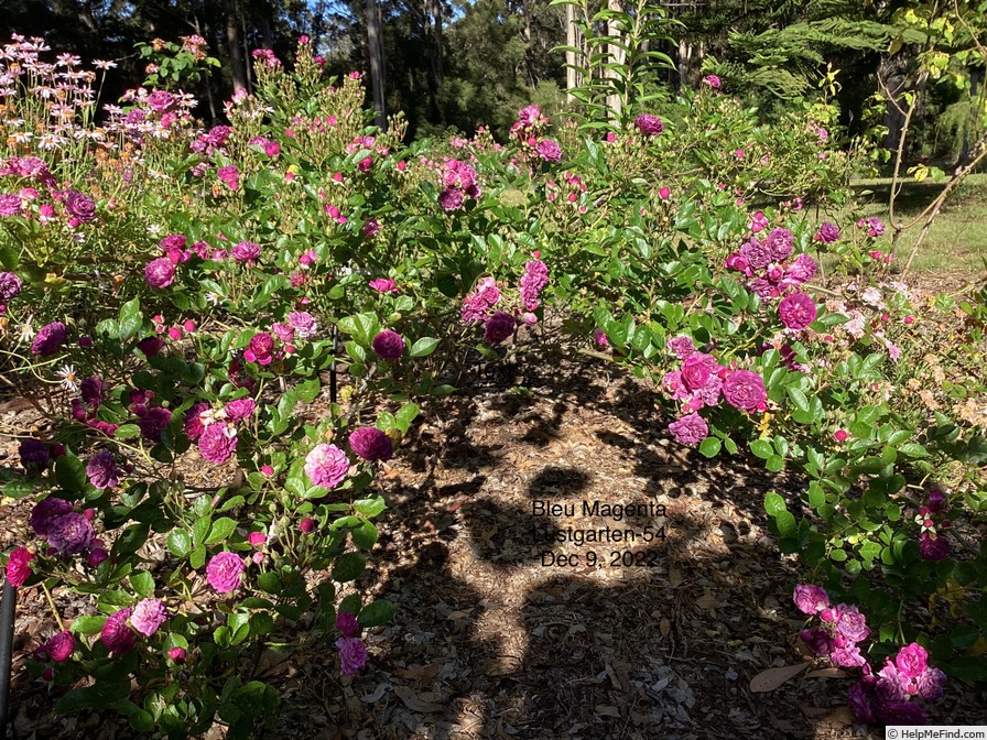 'Bleu Magenta' rose photo