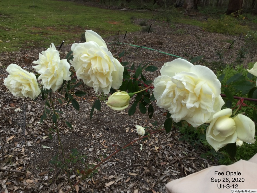 'Fée Opale' rose photo