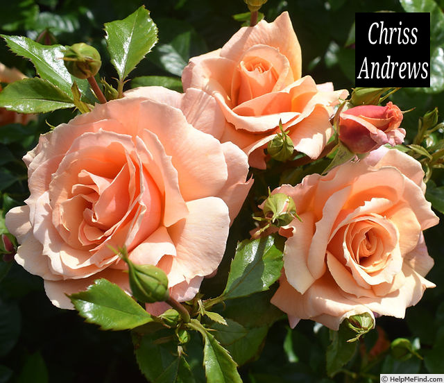 'Chriss Andrews' rose photo
