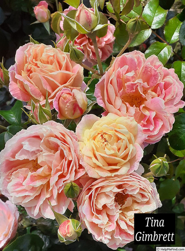 'Tim Gimbrett' rose photo