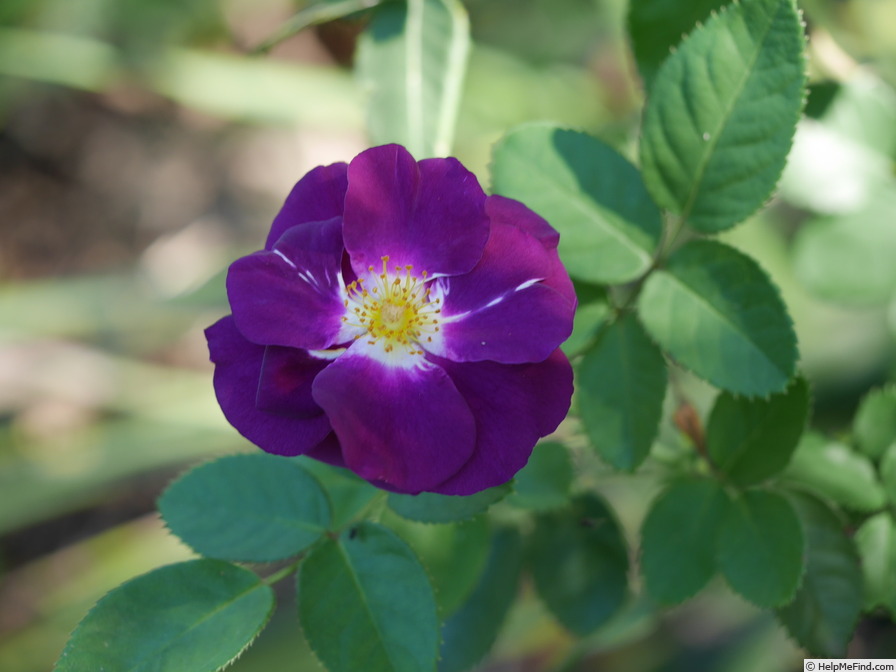 'Purplea' rose photo