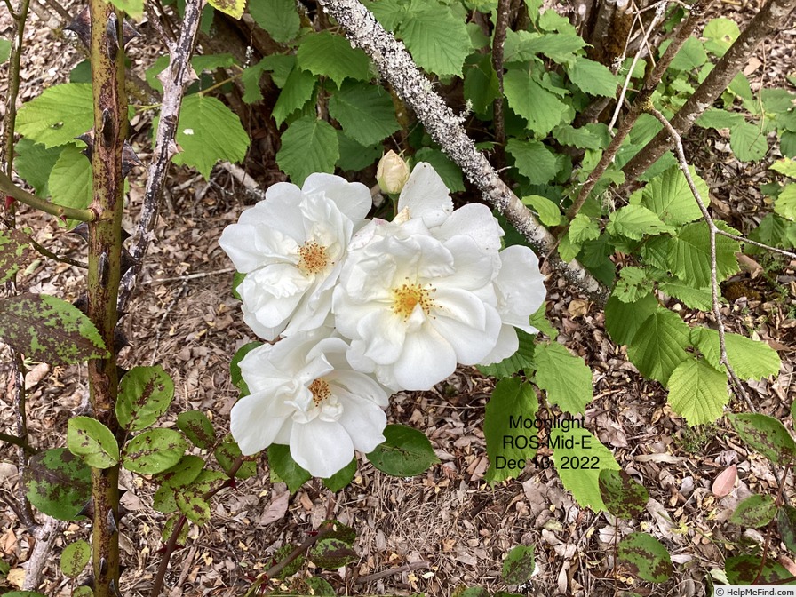 'Moonlight (hybrid musk, Pemberton, 1913)' rose photo