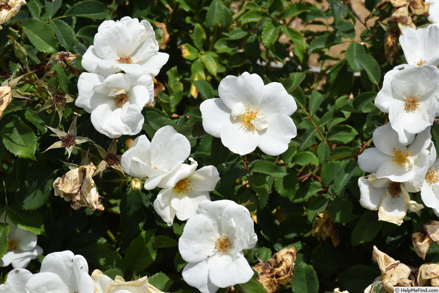 'White Knock Out ®' rose photo