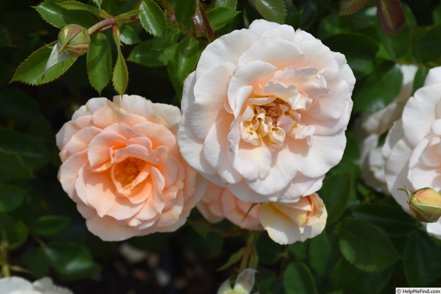 'KORsternfue' rose photo