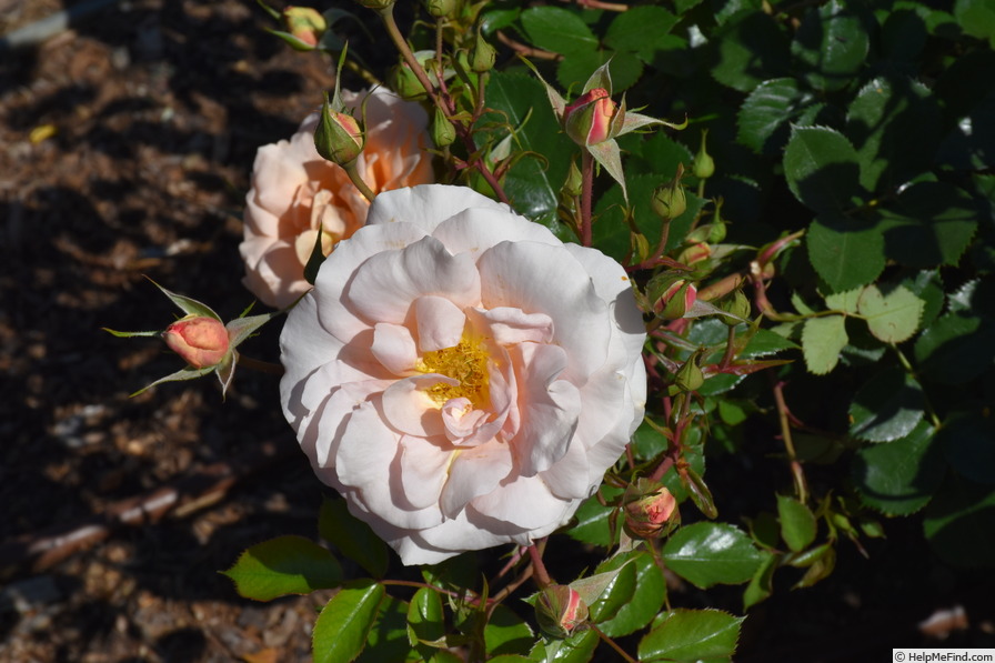 'KORsternfue' rose photo