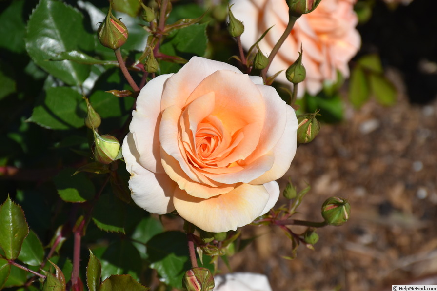 'KORsternfue' rose photo