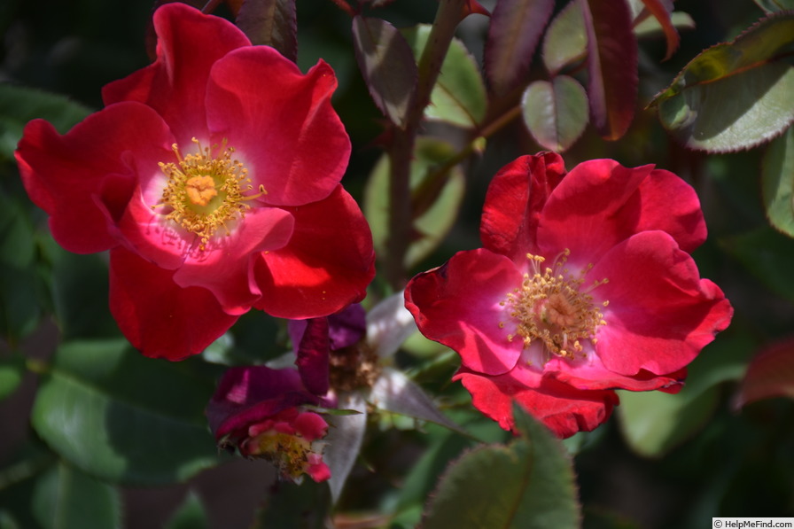 'X566-B1' rose photo