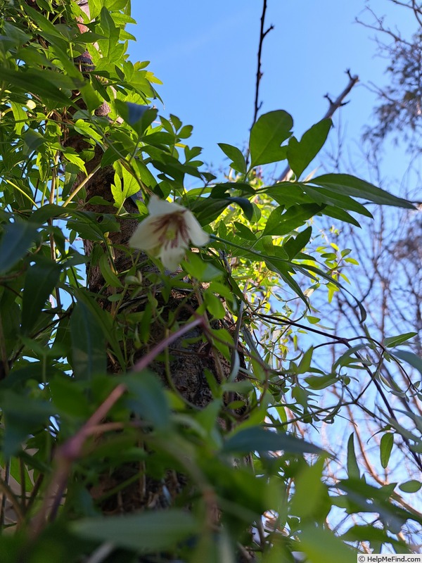 '<i>C. cirrhosa</i> 'Christmas Surprise'' clematis photo