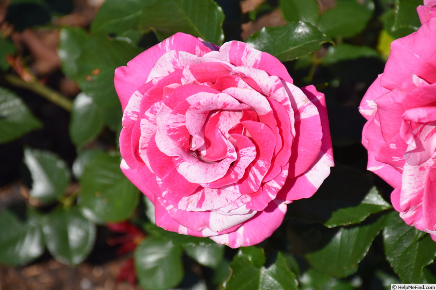 'X193-9' rose photo