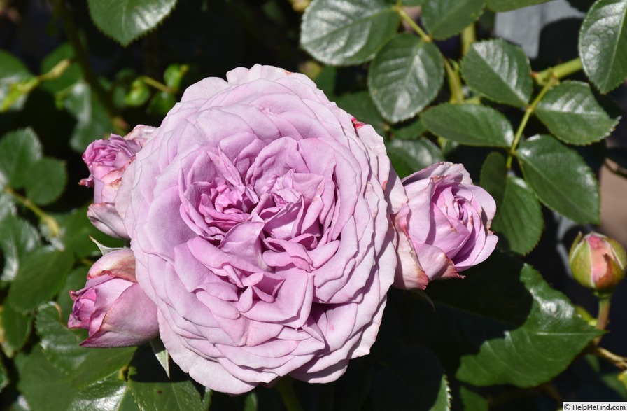 'KORpucoblu' rose photo