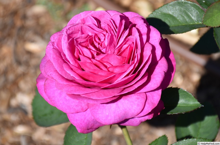 'Tan00681' rose photo