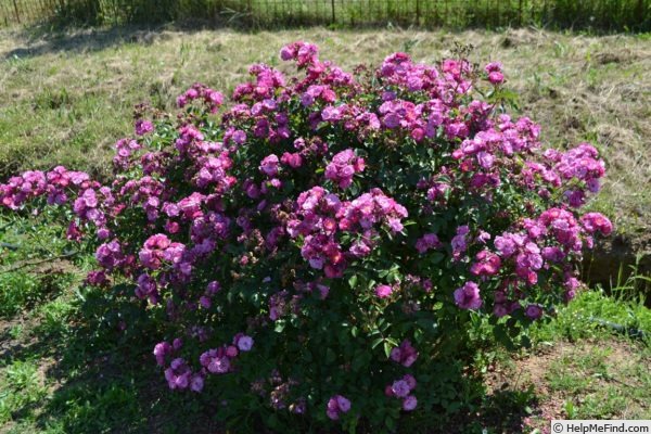 'ZANviolet' rose photo