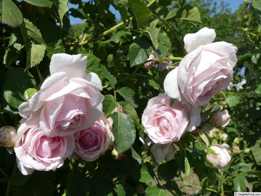 'Ann Pat Ewen ®' rose photo