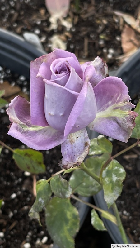 'Applause (hybrid tea, Suntory, 2009)' rose photo