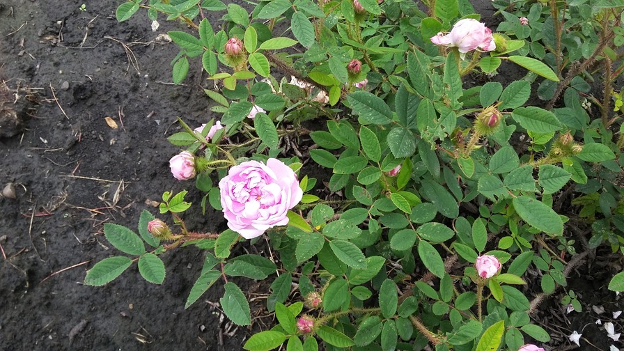 'Mossman' rose photo