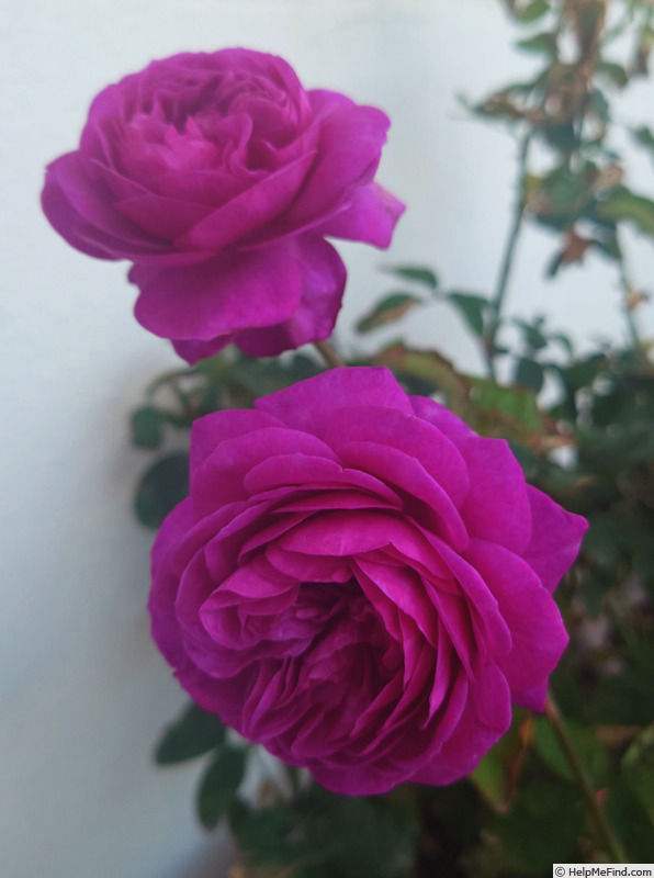 'Heidi Klum' rose photo