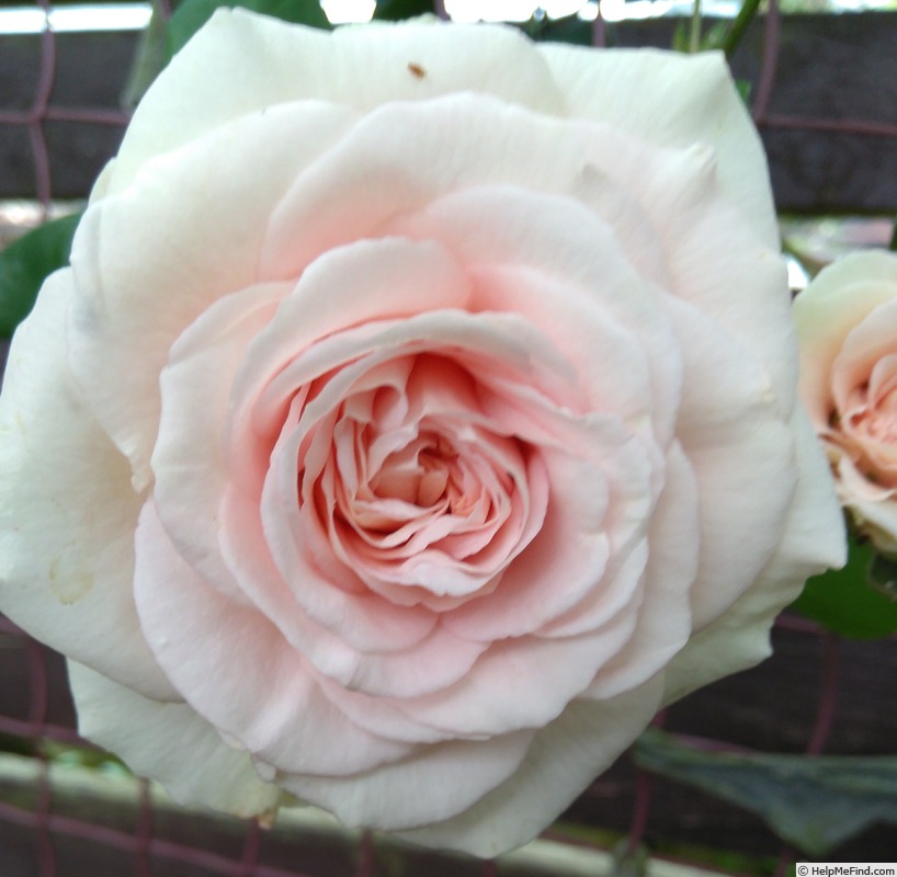 'Emily's Rose' rose photo