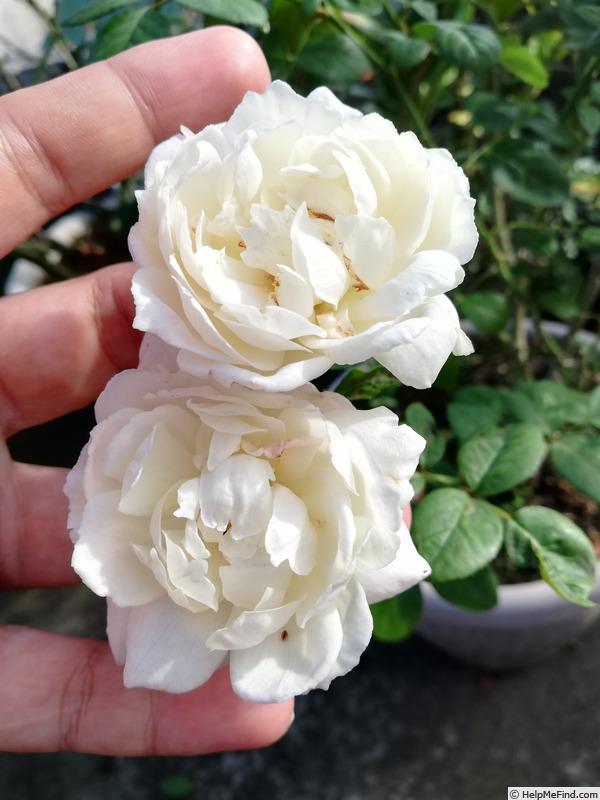 'Desdemona ® (Shrub, Austin 2015)' rose photo