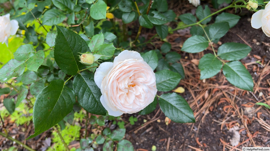 'Rose-Marie (shrub, Austin 2003)' rose photo