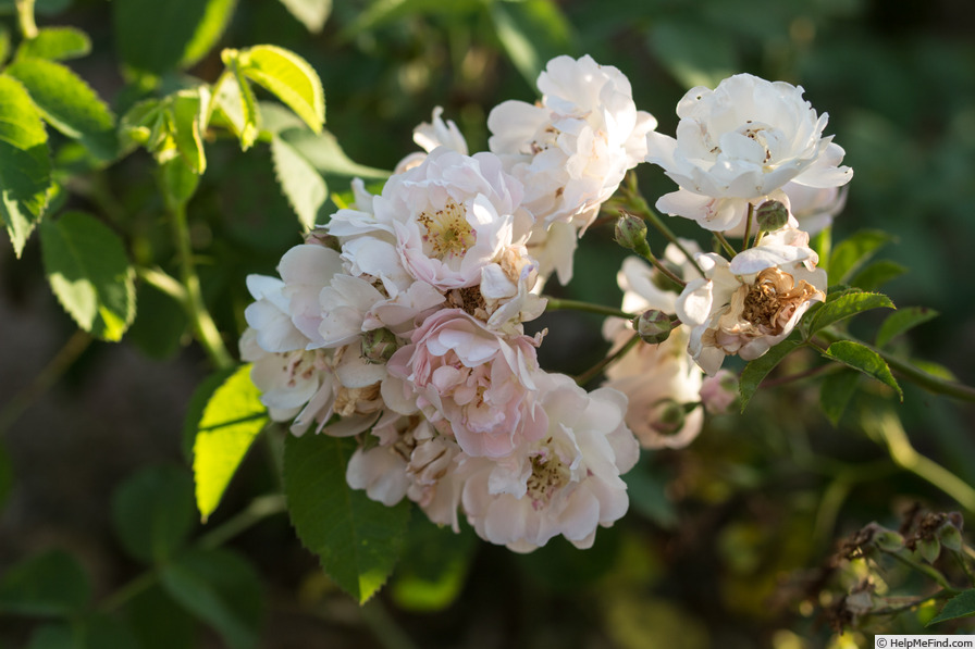 'Anna Maria' rose photo