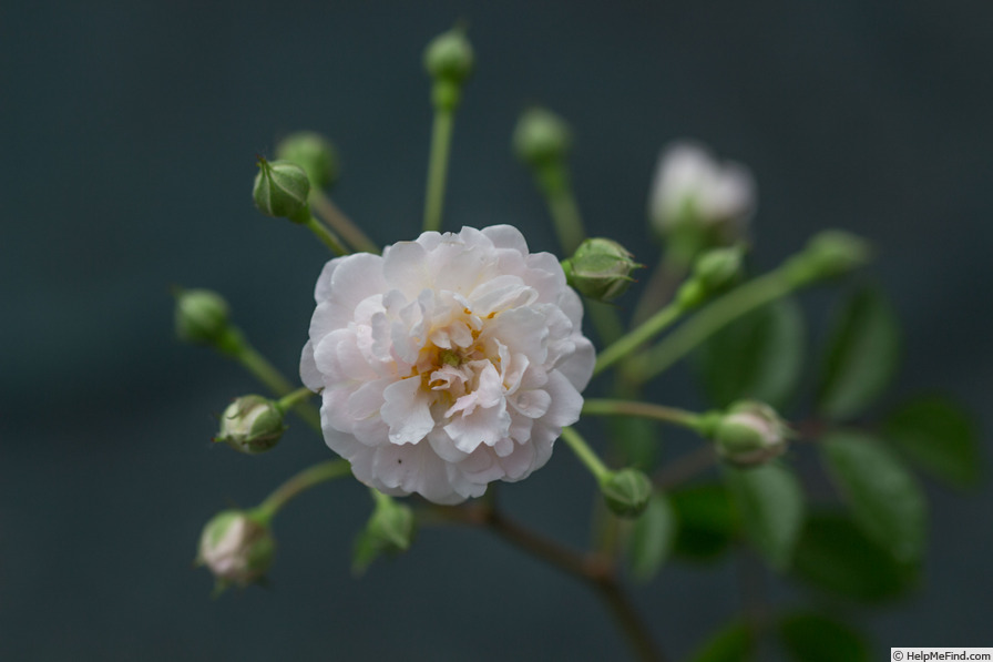 'Anna Maria' rose photo