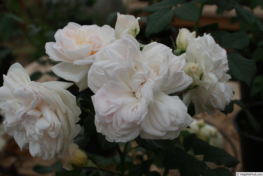 'Ariadne ® (shrub, Kimura, 2016)' rose photo