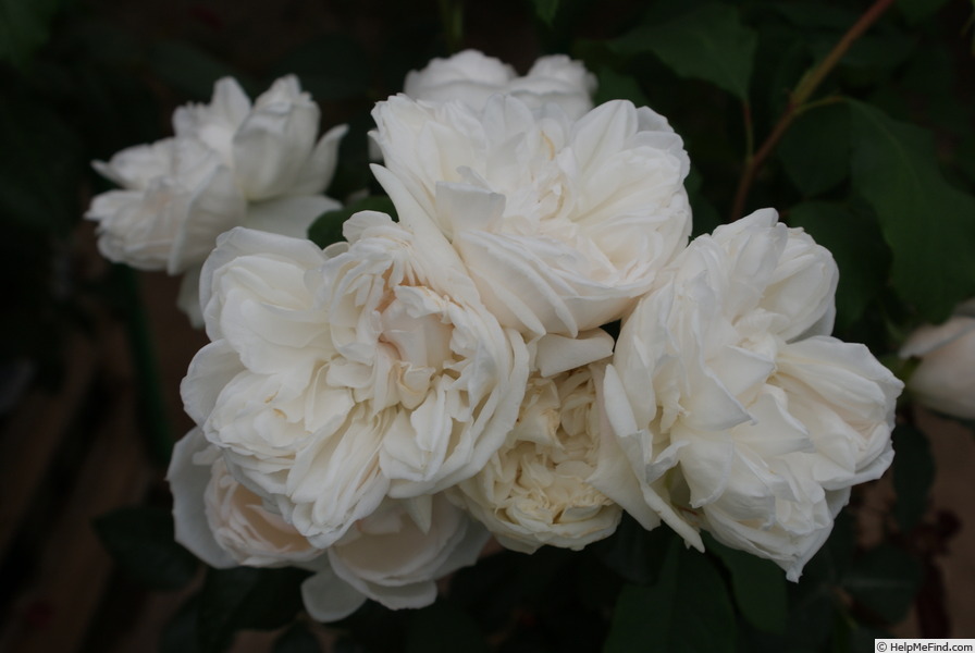 'Ariadne ® (shrub, Kimura, 2016)' rose photo