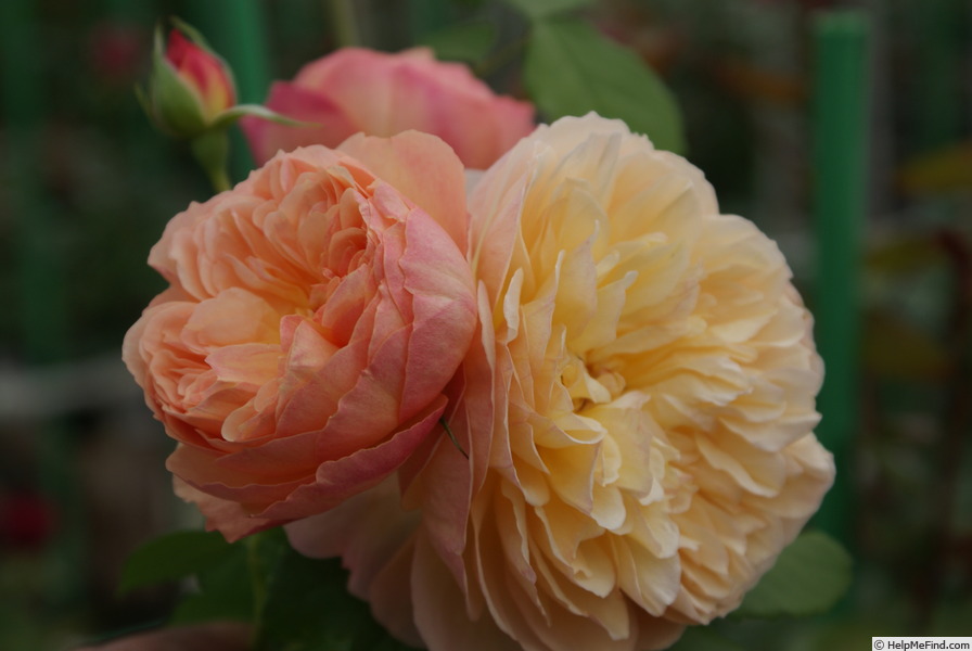 'Natalija Frayla ®' rose photo