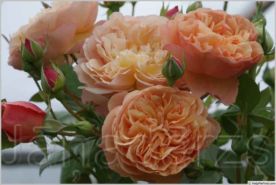 'Natalija Frayla ®' rose photo