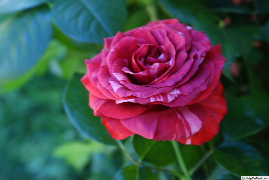 'Chocolate Ripples' rose photo