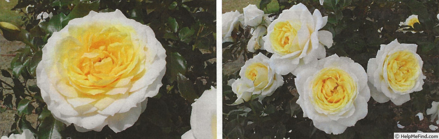 'Gisila Renaissance' rose photo
