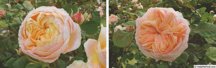 'Confiture' rose photo