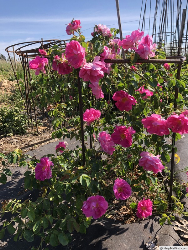 'AKA  125-18' rose photo