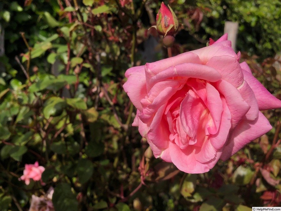 'Doctor Grill' rose photo