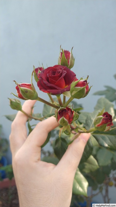 'Brown Sugar' rose photo