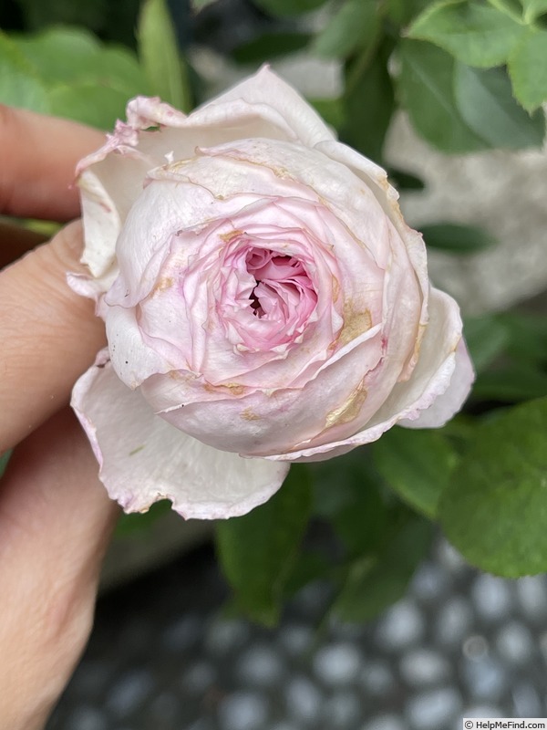 'The Mill On The Floss' rose photo