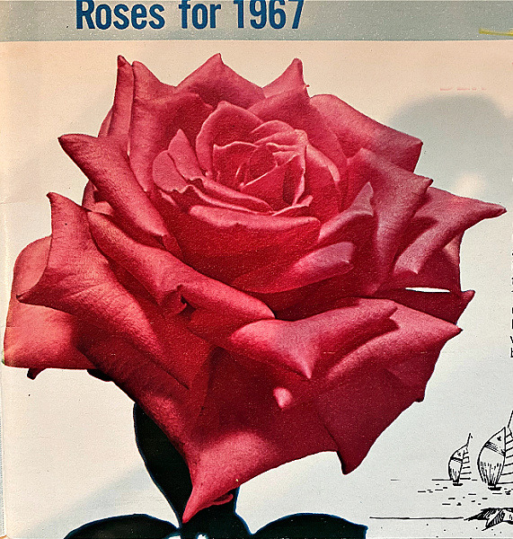 'Bermudiana' rose photo