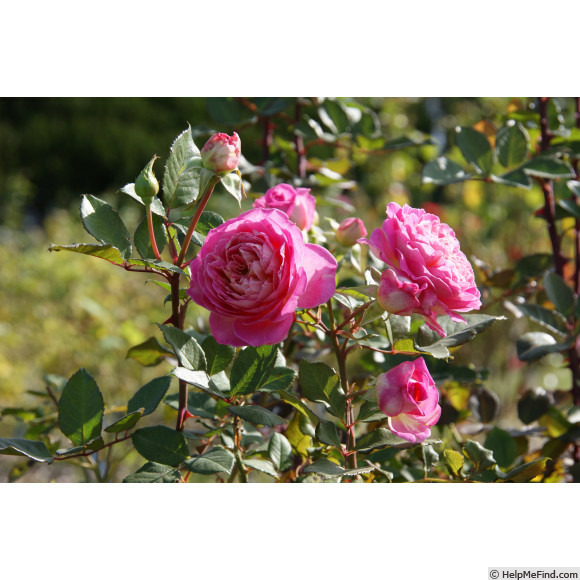 'Roses en Baie ®' rose photo