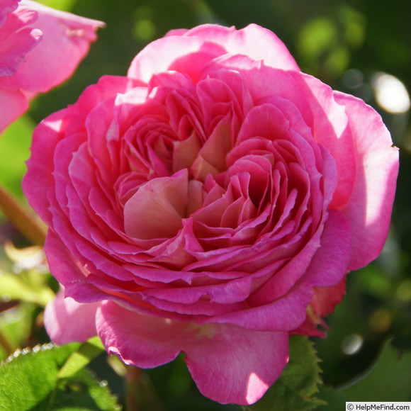 'Roses en Baie ®' rose photo