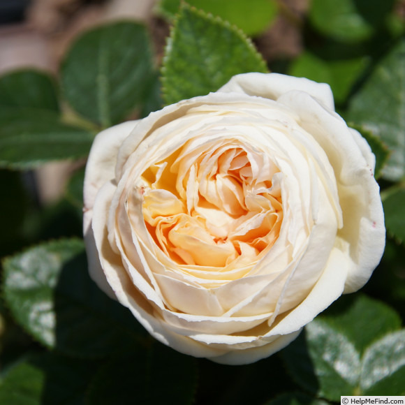 'Madeleine Fayet ®' rose photo