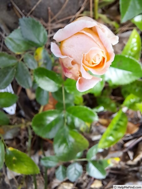 'Impala ® (floribunda, Kordes, 2007/19)' rose photo