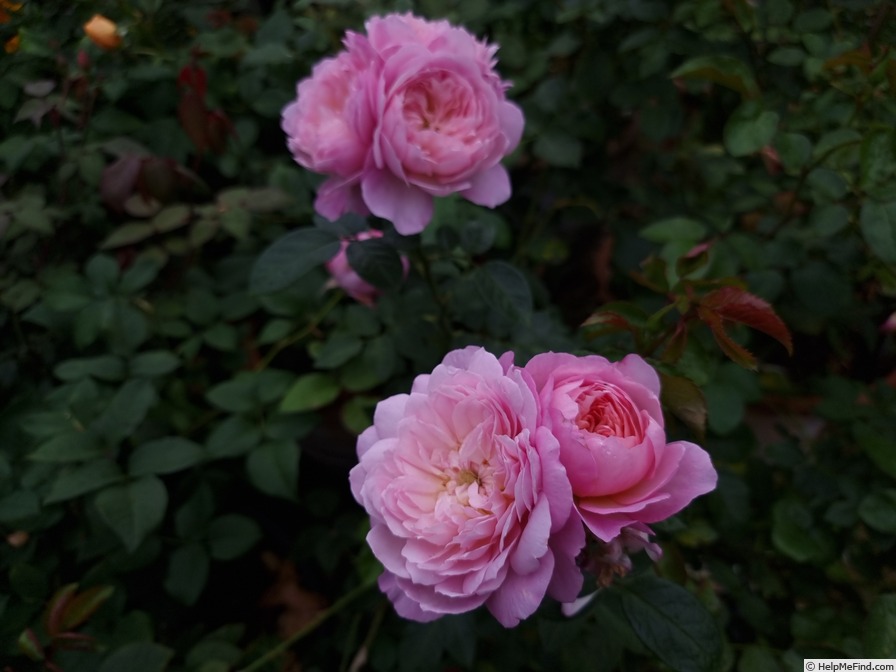 'Elizabeth (shrub, Austin, 2022)' rose photo