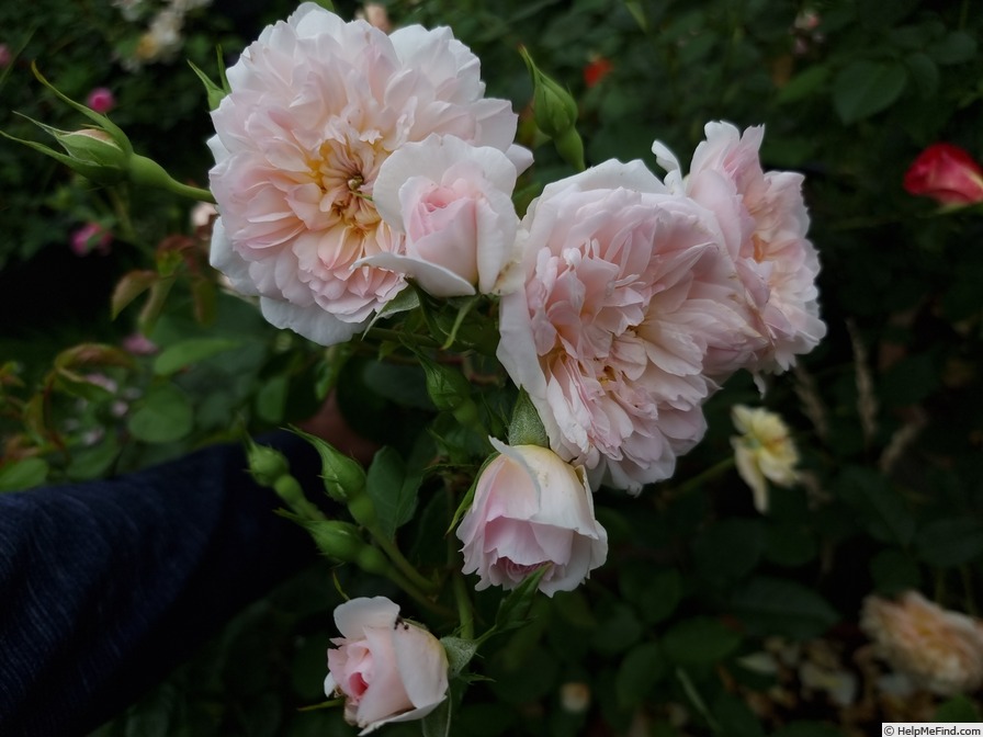 'Elizabeth (shrub, Austin, 2022)' rose photo