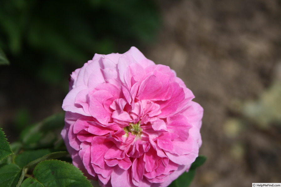 'Dark at Heart' rose photo