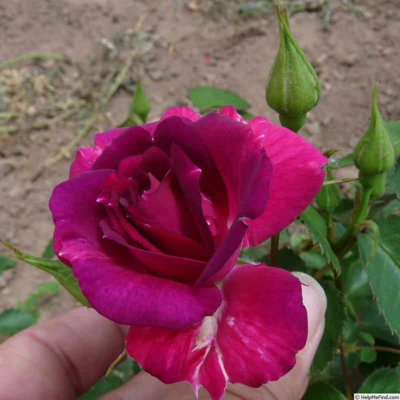 'Andenken an Anke Kuhbier' rose photo