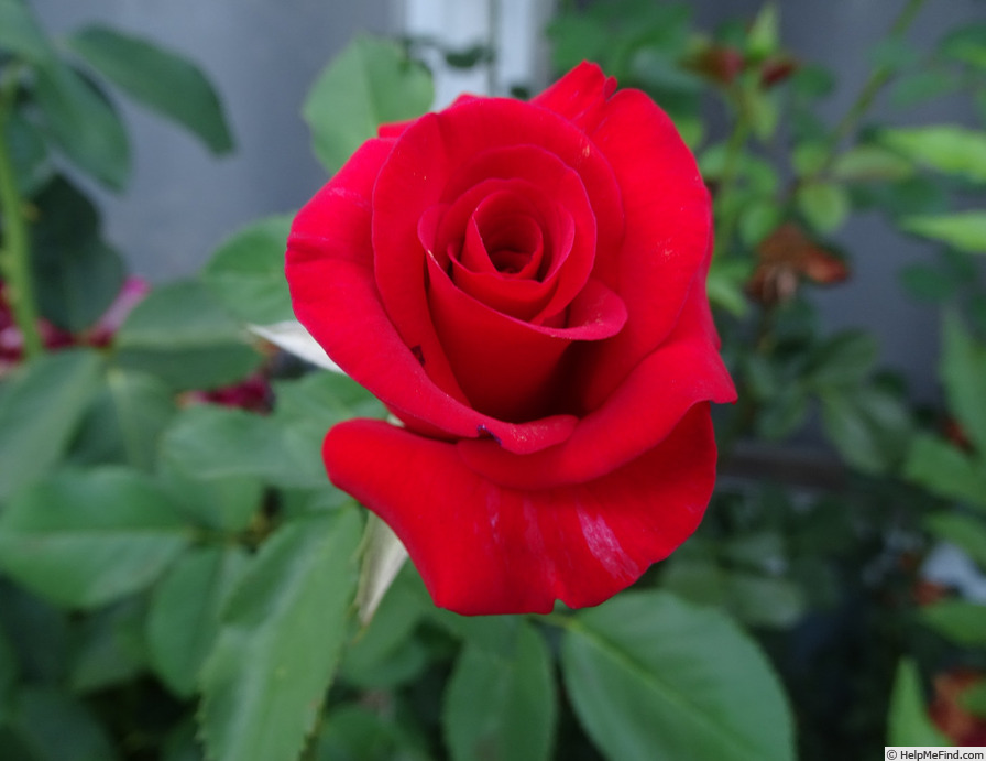 'Habitat for Humanity (hybrid tea, Zary, 2001)' rose photo